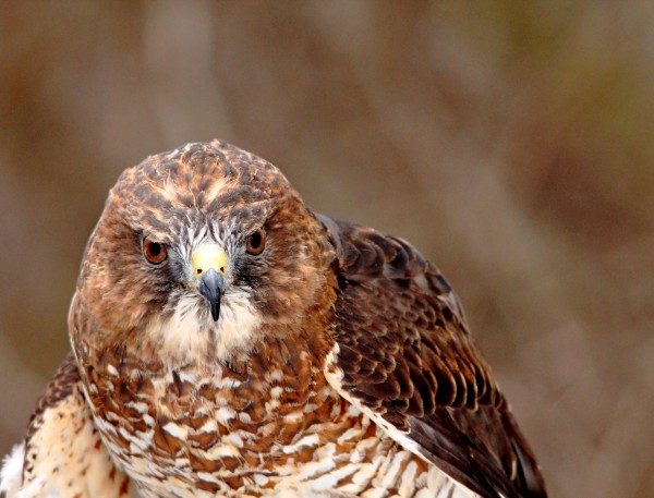 Broad   Winged Hawk Portrait by Deb Oppermann